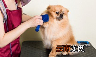 宠物托运一般价格及具体流程 宠物托运费用及相关详细流程
