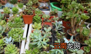 多肉植物冬天怎么浇水，多肉植物冬天怎么浇水最好