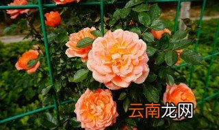 月季黄金庆典一年可以开几次 月季黄金庆典每年会开几次花呢