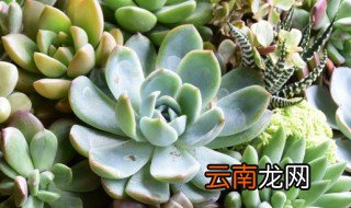 冬天多肉怎么浇水 冬天多肉怎么浇水最合适