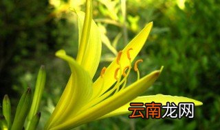 黄花菜怎么储存 黄花菜的储存方式