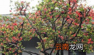 海棠树的寓意和象征 海棠树的寓意和象征是什么呢