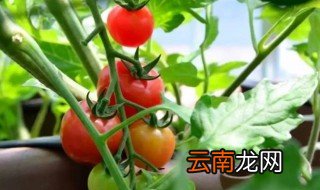 圣女果冬天怎么浇水，圣女果要天天浇水吗