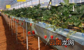 草莓是怎么种的 草莓怎么种