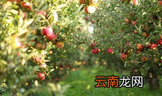 冬天怎么给水果浇水 冬天怎么给水果浇水好