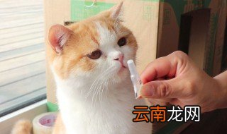 猫咪体外驱虫的正确方法 关于猫咪体外驱虫的正确方法