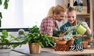 酒楼大门口放什么植物好风水 酒楼大门口放什么植物好