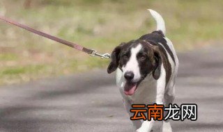 怎么养小狗 小狗如何养？