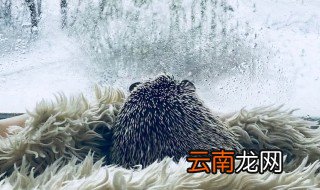 刺猬怎么才喜欢主人 怎么让刺猬喜欢主人