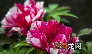 盆栽牡丹冬天怎么浇水，盆栽牡丹冬天怎么浇水啊