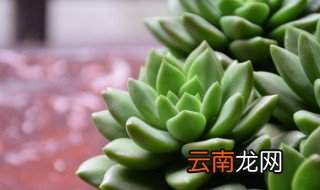 多肉冬天怎么浇水，多肉冬天怎么浇水才是正确的