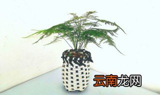 冬天怎么浇水浇花盆 冬天怎么浇水浇花盆底