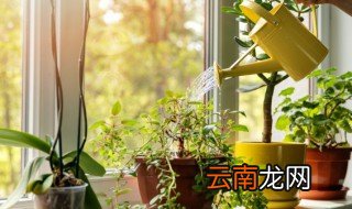 家庭养花冬天怎么浇水好 家庭养花冬天怎么浇水