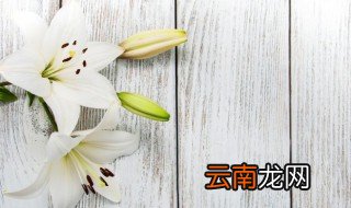 护士节送什么花 适合护士节送的花
