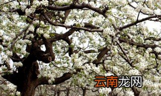 果树化学疏花疏果的方法 果树如何化学疏花疏果