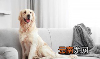 金毛怎么培养自信性格，金毛不自信
