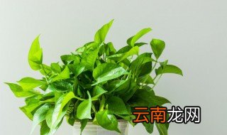 冬天绿萝怎么浇水最合适 冬天绿萝怎么浇水