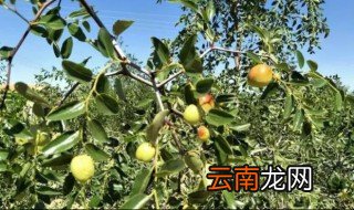 金枣树冬天怎么浇水最好 金枣树冬天怎么浇水