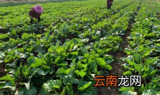 洪山菜苔吃法 洪山菜苔保鲜办法