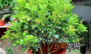 米兰盆景冬天怎么浇水施肥 米兰盆景冬天怎么浇水