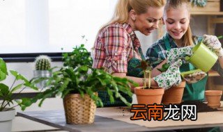 培育绿植小妙招 培育绿植有哪些妙招