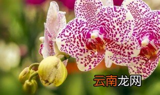 蝴蝶兰冬天怎么浇水 蝴蝶兰冬天怎么浇水的视频