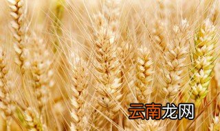 小麦冬天怎么浇水，小麦冬天怎么浇水视频