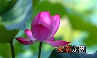 北方鱼塘种什么水草好 北方室外鱼塘植物有哪些