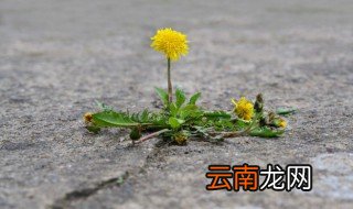 蒲公英怎么储存 如何保存蒲公英