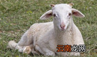 育肥羊颗粒饲料怎么做 育肥羊颗粒饲料如何做