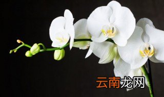 商用兰花冬天怎么养护最好 商用兰花冬天怎么养护