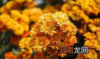 菊花怎么储存 菊花储存的方法