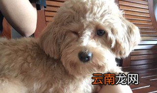 什么可以代替狗狗沐浴露 可以代替狗狗沐浴露的东西