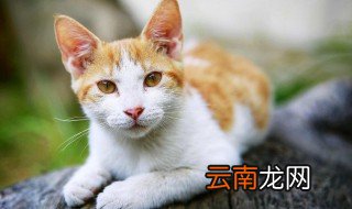 猫瘟在家怎么治 猫瘟自己在家治疗方法