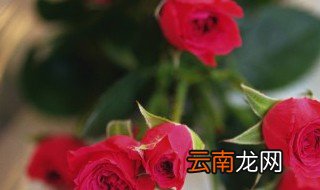 生日适合送什么手工花束，生日适合送什么手工花束礼物
