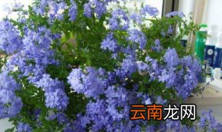 蓝雪花要修剪吗 蓝雪花需不需要修剪呢