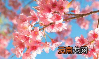踏青适合送什么花束好 踏青适合送什么花束