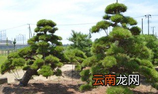 家里为什么不能养黑松 家里不能养黑松的原因