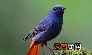 石燕鸟的养殖方法 一定不能渣养