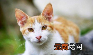 猫耳朵里脏东西怎么彻底清除 猫耳朵脏了怎么清理