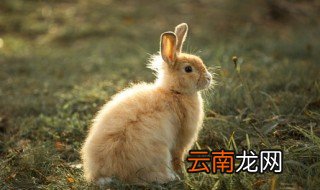 生肖兔本命年佩戴什么饰品最好 生肖兔本命年佩戴什么饰品