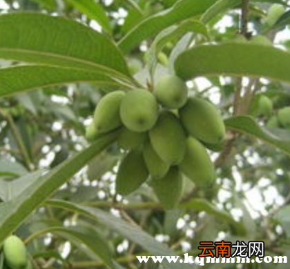 桂子的食用方法,桂子功效与用途