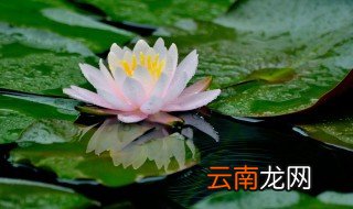 怎么种莲花 怎么种莲花视频