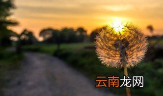 蒲公英根的长期保存方法 蒲公英根保存多久
