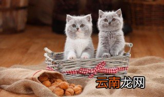 带猫坐车要注意什么 带猫坐汽车该注意什么东西