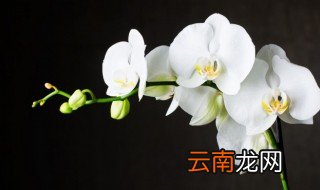 高档兰花怎么养才能旺盛 兰花怎么养才能更旺盛