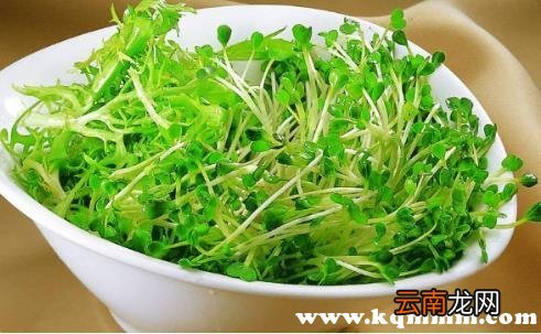 野豌豆苗食用危害，野生豌豆苗能吃吗
