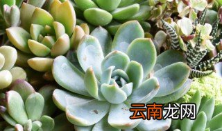 肉肉的种植方法及注意事项 肉肉种植方法和注意事项