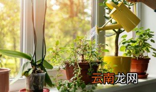 室内水养的植物有哪些 室内水养的植物有哪些名字