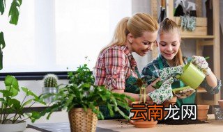 室内最常见的植物有哪些花 室内最常见的植物有哪些